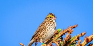 Research: Teaching wild birds to sing a new tune —
