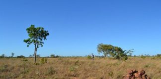 Offbeat: Amazon rainforest conservation victories spill losses to neighbors —