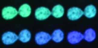 Study: New method offers potential means for detection of disease — (Details)