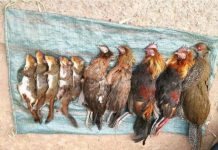 Research: Search theory used to manage threats from overhunting —