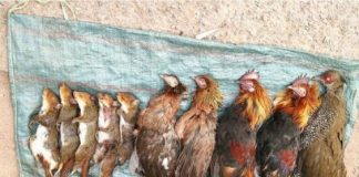 Research: Search theory used to manage threats from overhunting —