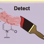 Study: Study improves decades-old method — (Details)