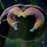 Study: Detailing the mouse hippocampus reveals structures and functions others can follow to treat human illnesses — (Details)