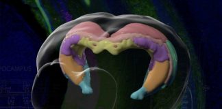 Study: Detailing the mouse hippocampus reveals structures and functions others can follow to treat human illnesses — (Details)