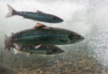 Research: Land-locked Atlantic salmon also use magnetic field to navigate —