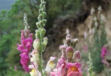 Research: Two colors of snapdragons separated by sweeps and barriers —