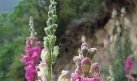 Research: Two colors of snapdragons separated by sweeps and barriers —