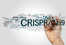 Research: Guided by CRISPR, prenatal gene editing shows proof-of-concept in treating disease before birth —