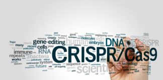 Research: Guided by CRISPR, prenatal gene editing shows proof-of-concept in treating disease before birth —