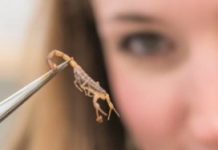 Research: Researchers update global record of medically significant scorpions —