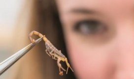 Research: Researchers update global record of medically significant scorpions —