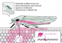 Research: A step towards biological warfare with insects? —