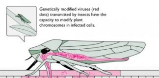 Research: A step towards biological warfare with insects? —