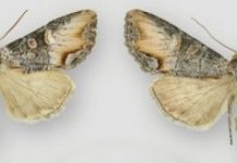 Research: Newly discovered moth named Icarus sports a flame-shaped mark and prefers high elevations —