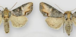 Research: Newly discovered moth named Icarus sports a flame-shaped mark and prefers high elevations —