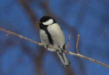 Research: Becoming promiscuous to ensure reproduction —