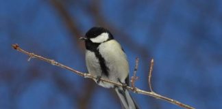 Research: Becoming promiscuous to ensure reproduction —