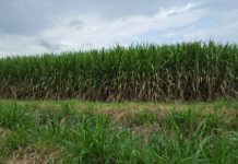 Research: Researchers unlock the mysteries of the sugarcane genome —