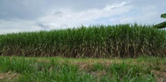 Research: Researchers unlock the mysteries of the sugarcane genome —