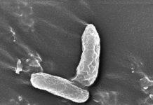 Tech: Newly discovered bacterium rids problematic pair of toxic groundwater contaminants — (Report)