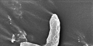 Tech: Newly discovered bacterium rids problematic pair of toxic groundwater contaminants — (Report)