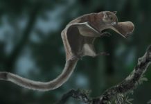 Research: Oldest fossil of a flying squirrel sheds new light on its evolutionary tree —