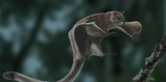 Research: Oldest fossil of a flying squirrel sheds new light on its evolutionary tree —