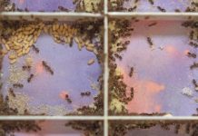 Research: Cleaning, but safely! Cocoons protect sensitive ant brood during toxic disinfection —