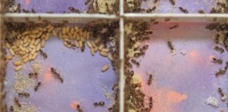 Research: Cleaning, but safely! Cocoons protect sensitive ant brood during toxic disinfection —