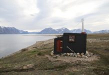 Research: In the absence of bees, flies are responsible for pollination in the Arctic region —