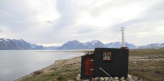 Research: In the absence of bees, flies are responsible for pollination in the Arctic region —