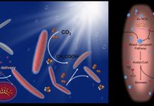 Tech: Harvesting solar fuels through a bacterium’s unusual appetite for gold — (Report)