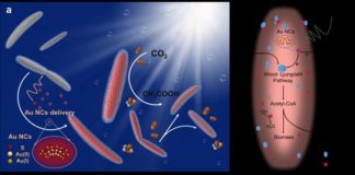 Tech: Harvesting solar fuels through a bacterium’s unusual appetite for gold — (Report)