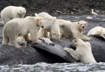 Research: Polar bears gorged on whales to survive past warm periods; won’t suffice as climate warms —