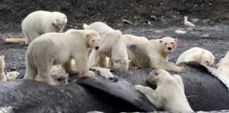 Research: Polar bears gorged on whales to survive past warm periods; won’t suffice as climate warms —
