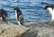 Research: Research sheds light on acidification in Southern Ocean —