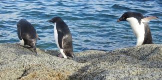 Research: Research sheds light on acidification in Southern Ocean —