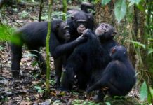 Research: Wild chimpanzees share food with their friends —