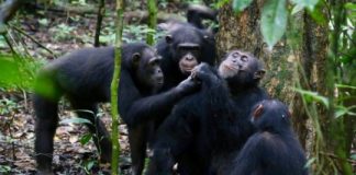 Research: Wild chimpanzees share food with their friends —