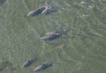 Research: Evolutionary ‘arms race’ — how dolphins and whales fight disease threats —