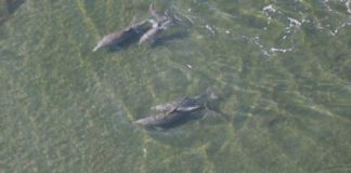 Research: Evolutionary ‘arms race’ — how dolphins and whales fight disease threats —