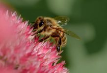 Research: Citizen science project engages elementary-schoolers in monitoring bee activity amid 2017 eclipse —
