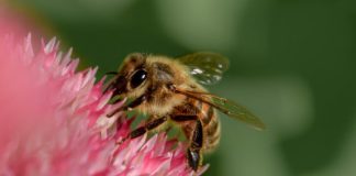 Research: Citizen science project engages elementary-schoolers in monitoring bee activity amid 2017 eclipse —