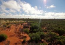 Offbeat: Indigenous fire practice protecting the Gibson Desert’s biodiversity —