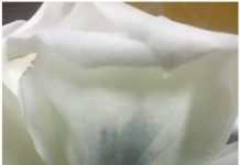 Research: Blue roses could be coming soon to a garden near you —