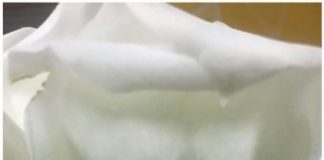 Research: Blue roses could be coming soon to a garden near you —