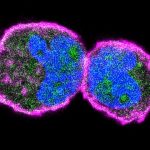 Study: How proteins meet on the cell membrane — (Details)