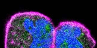 Study: How proteins meet on the cell membrane — (Details)