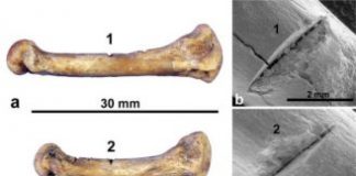 Study: Humans may have colonized Madagascar later than previously thought — (Details)