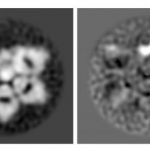 Study: Redrawing the structure of an immune system protein — (Details)